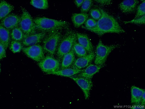 [26416-1-AP-150UL] cGAS Polyclonal antibody