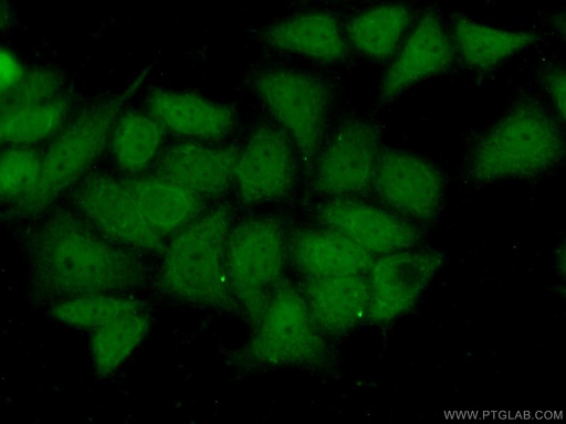 [26417-1-AP-20UL] BAG6 Polyclonal antibody
