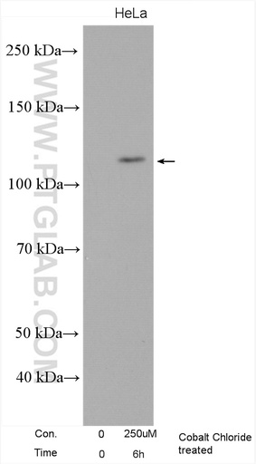 [26422-1-AP-150UL] EPAS1 Polyclonal antibody