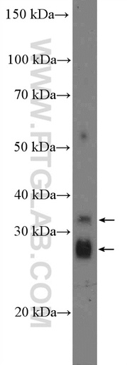 [26433-1-AP-20UL] ZDHHC12 Polyclonal antibody