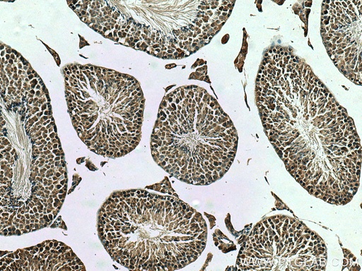 [26444-1-AP-20UL] TMEM97 Polyclonal antibody