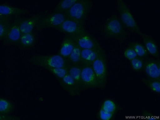 [26456-1-AP-150UL] GMAP-210 Polyclonal antibody
