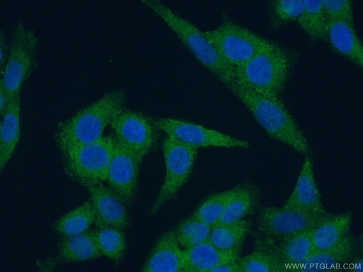 [26457-1-AP-20UL] Ch-TOG Polyclonal antibody