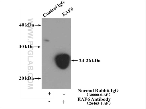 [26465-1-AP-20UL] EAF6 Polyclonal antibody