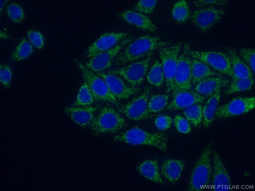 [26466-1-AP-150UL] GLE1 Polyclonal antibody