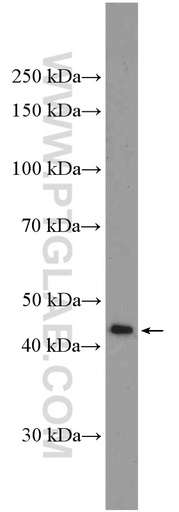 [26467-1-AP-20UL] Nesprin 4 Polyclonal antibody