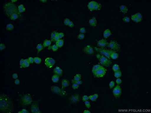 [26510-1-AP-150UL] C13orf1 Polyclonal antibody