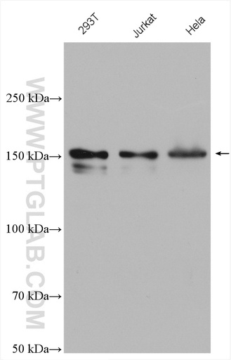[26550-1-AP-20UL] 53BP2 Polyclonal antibody