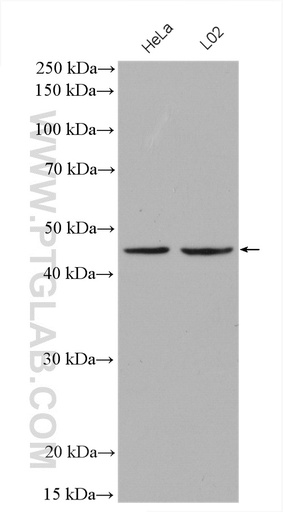 [26558-1-AP-150UL] SERPINB3/4 Polyclonal antibody