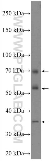 [26567-1-AP-150UL] MUDENG Polyclonal antibody