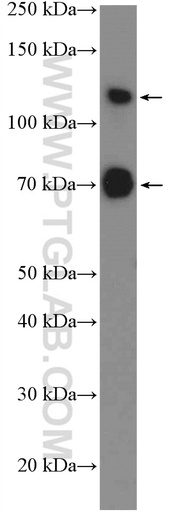 [26584-1-AP-150UL] SP3 Polyclonal antibody