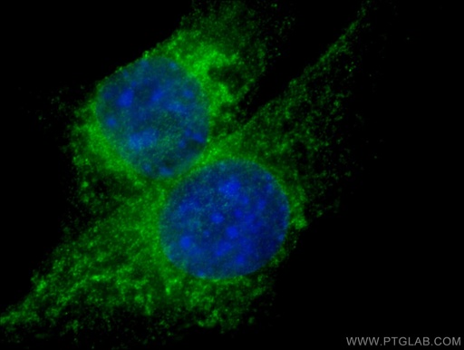 [26593-1-AP-150UL] Bcl2 Polyclonal antibody