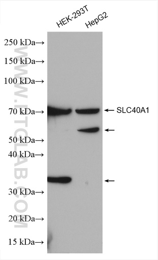 [26601-1-AP-150UL] SLC40A1 Polyclonal antibody