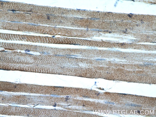 [26604-1-AP-20UL] PANX2 Polyclonal antibody