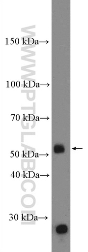 [26632-1-AP-20UL] DUOXA1 Polyclonal antibody