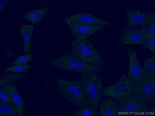 [26635-1-AP-20UL] HELZ Polyclonal antibody