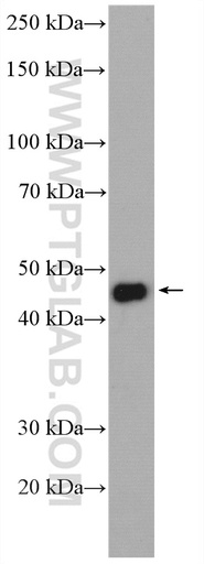 [26636-1-AP-20UL] CFDP1 Polyclonal antibody