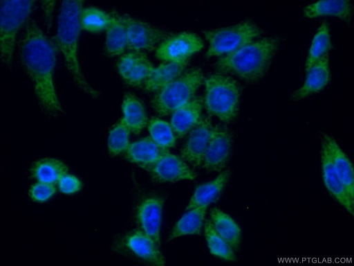 [26650-1-AP-150UL] REEP4 Polyclonal antibody