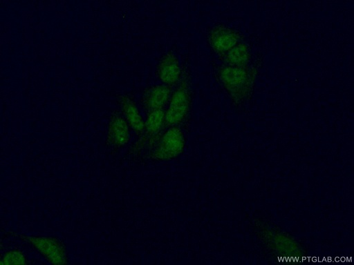 [26651-1-AP-150UL] LIN37 Polyclonal antibody