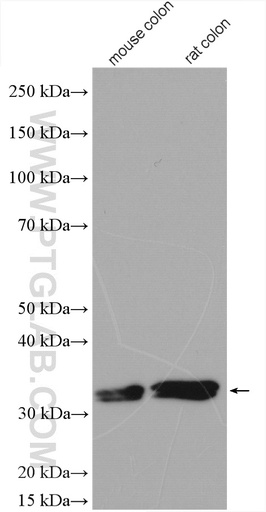 [26655-1-AP-150UL] Malectin Polyclonal antibody