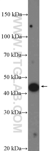 [26676-1-AP-20UL] MTERFD3 Polyclonal antibody
