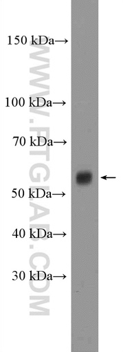 [26680-1-AP-20UL] CLCC1 Polyclonal antibody