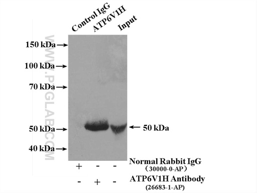 [26683-1-AP-20UL] ATP6V1H Polyclonal antibody