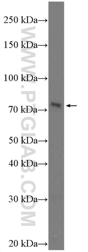 [26687-1-AP-20UL] BTN1A1 Polyclonal antibody