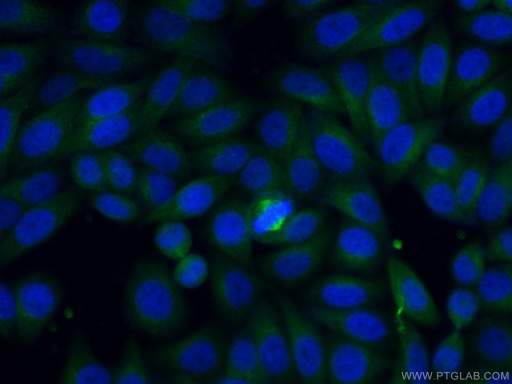 [26692-1-AP-20UL] TRAF3IP2 Polyclonal antibody