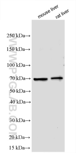 [26704-1-AP-20UL] FLVCR2 Polyclonal antibody