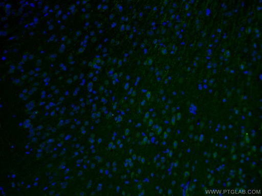 [26711-1-AP-20UL] STX5 Polyclonal antibody