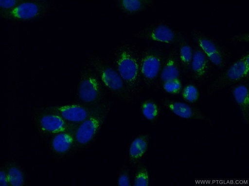 [26712-1-AP-20UL] NUCB2/nesfatin-1 Polyclonal antibody
