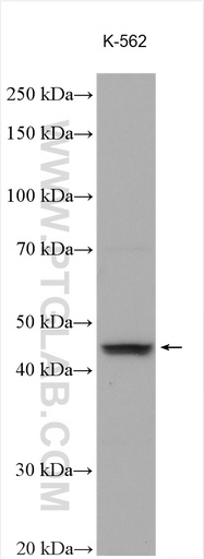 [26715-1-AP-20UL] GDF11 Polyclonal antibody