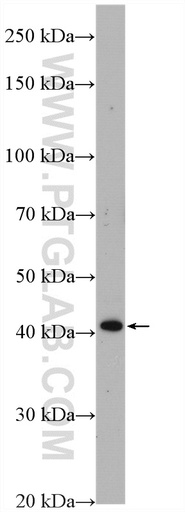 [26744-1-AP-150UL] WNT3A Polyclonal antibody