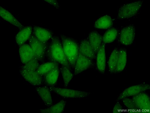 [26755-1-AP-20UL] Cyclin D3 Polyclonal antibody