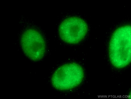 [26769-1-AP-20UL] HNRPLL Polyclonal antibody