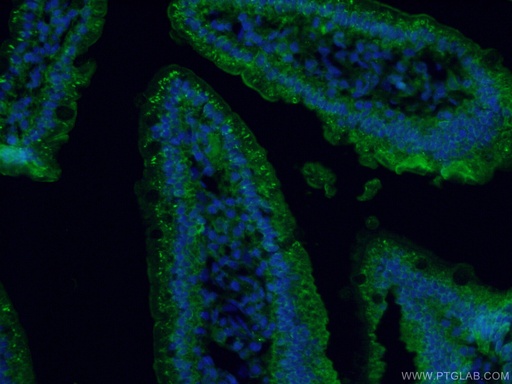 [26778-1-AP-150UL] MYO6 Polyclonal antibody