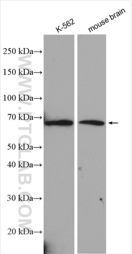 [26781-1-AP-150UL] VGF Polyclonal antibody