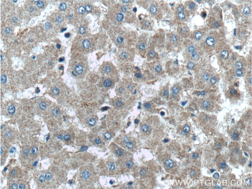 [26784-1-AP-150UL] GCGR Polyclonal antibody