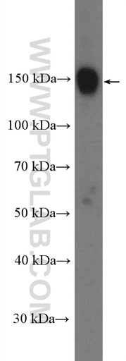 [26809-1-AP-150UL] BCLAF1 Polyclonal antibody