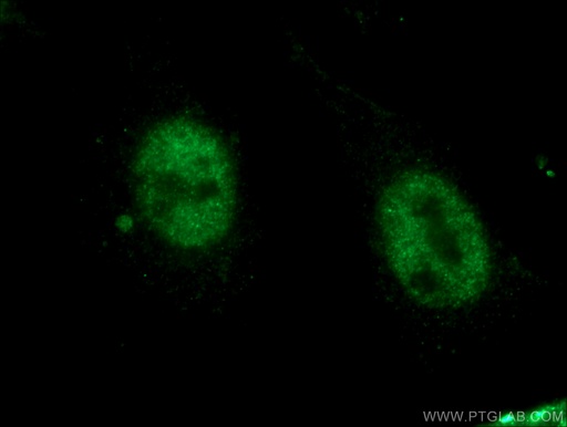 [26816-1-AP-20UL] CDK12/CRKRS Polyclonal antibody