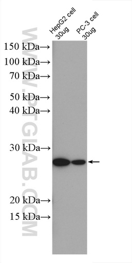 [26828-1-AP-20UL] MRPS7 Polyclonal antibody