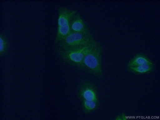 [26830-1-AP-20UL] PLEKHA1 Polyclonal antibody