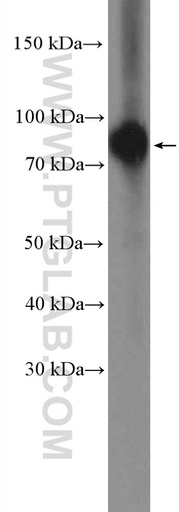 [26866-1-AP-150UL] Bora Polyclonal antibody