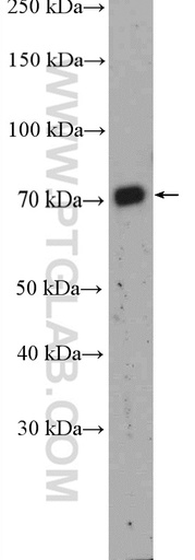 [26873-1-AP-20UL] MATE 2 Polyclonal antibody