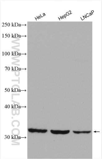 [26874-1-AP-20UL] SLC35A3 Polyclonal antibody