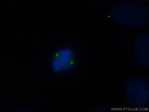 [26880-1-AP-20UL] CNTROB Polyclonal antibody
