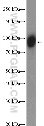 [26887-1-AP-20UL] KCTD3 Polyclonal antibody