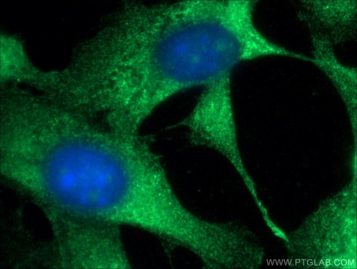 [26899-1-AP-20UL] PKC Zeta Polyclonal antibody