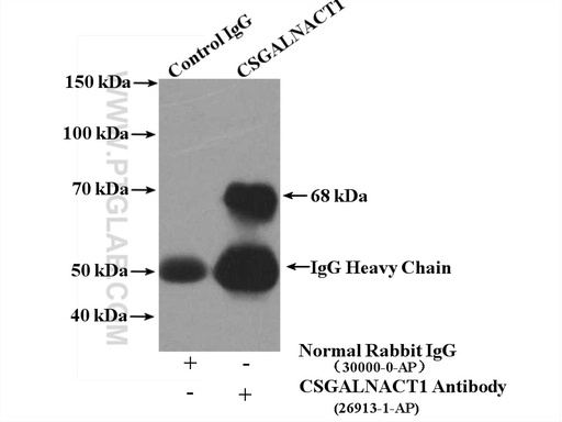 [26913-1-AP-150UL] CSGALNACT1 Polyclonal antibody